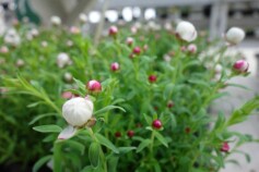 花かんざし