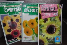 ヒマワリのタネ