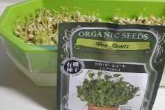 豆苗のスプラウト