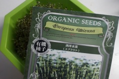 西洋水菜のスプラウト