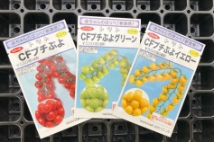 ミニトマト種子 プチぷよシリーズ