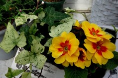 春を感じる寄せ植え