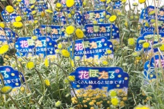 花ほたる