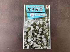 かすみ草　コベントガーデン