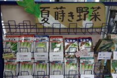 夏蒔き野菜