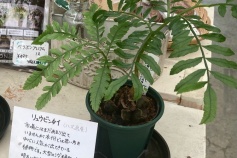リュウビンタイ