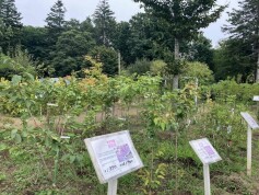 庭木を植えませんか