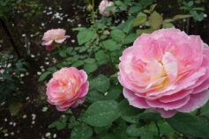 クロード・モネ