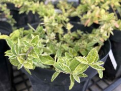 ツルマサキ　ハーレクイン