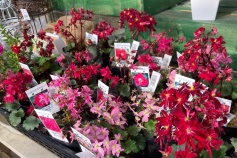 ダイモンジソウ