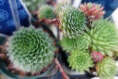 センペルビウム