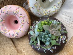 スイーツポットの多肉寄せ植え講習会