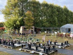 苗木売場は２６日（日）までの営業です