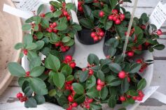 チェッカーベリー