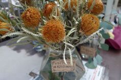 ドライアンドラ（フォルモーサ）