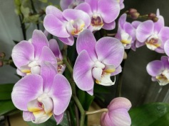 胡蝶蘭 ミディ①