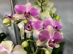 胡蝶蘭 ミディ②