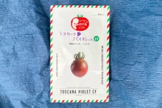 トスカーナバイオレットCF（種子）
