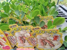 落花生’Qなっつ’の苗、入荷しました！