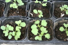 スタッフ（Ｓ）より