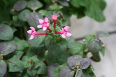 スタッフ（Ｈ）より