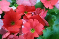 プリムラ・オブコニカ