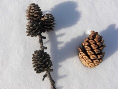 まつぼっくり比べ