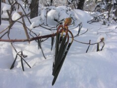 これはなんでしょう？？