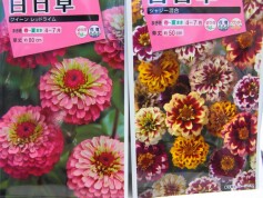 変わり咲きの百日草