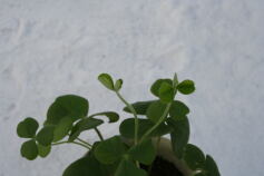 オキザリス‘スプリング・チャーム’