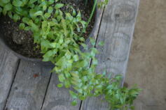 スマイラックス