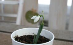 温室店舗オープン!!