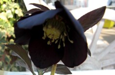 オープン目前！