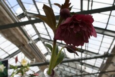 クリスマスローズ