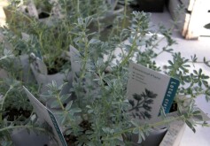 ロータスクレティクス