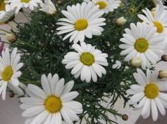 春を呼ぶマーガレット