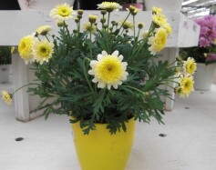 マーガレット‘ポンポンコロナ’