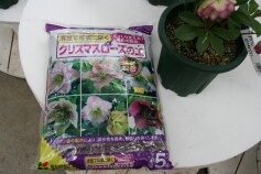 クリスマスローズの土