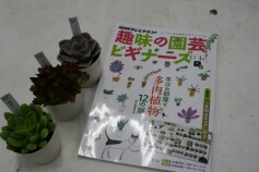 お部屋で多肉植物