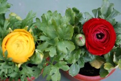 ラナンキュラス