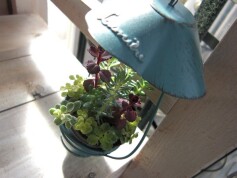 多肉のインテリア