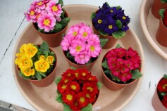 プリムラ ジュリアン