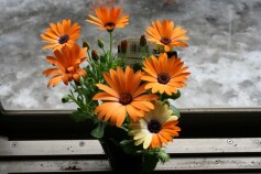 ハーフのオステオスペルマム