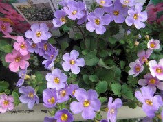 ブライダルステラ