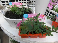 アンサンブルスタイル