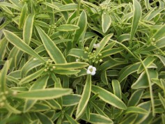 スーパーアリッサム