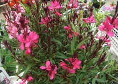 ガウラ‘マーヤ’