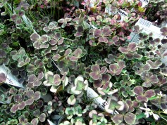 クローバー　ティントシリーズ