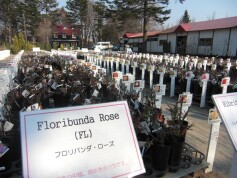 バラ！ばら！薔薇！