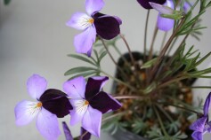 トリアシスミレ